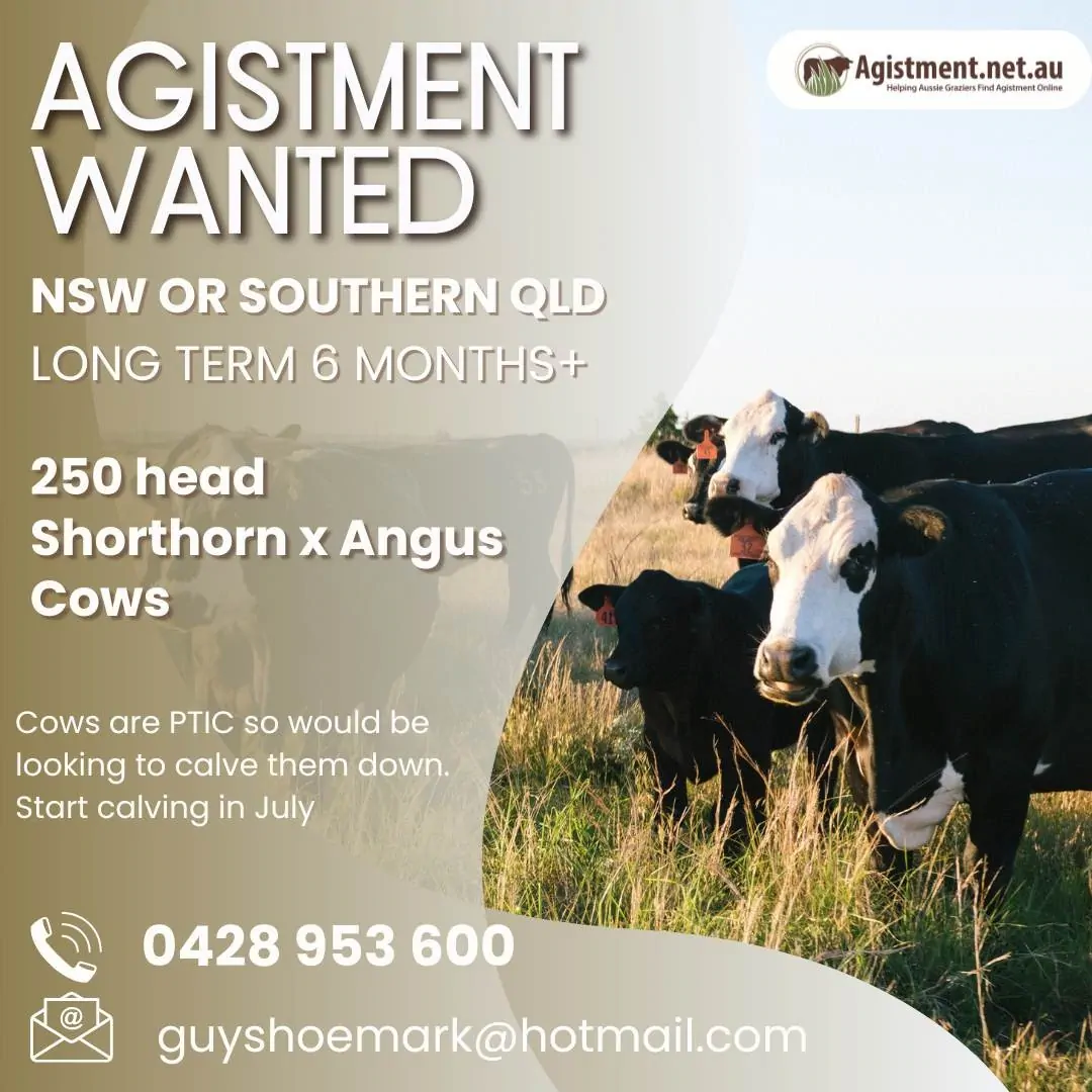 Agistment Wanted listing on Agistment.net.au for 250 Shorthorn Angus cross PTIC cows