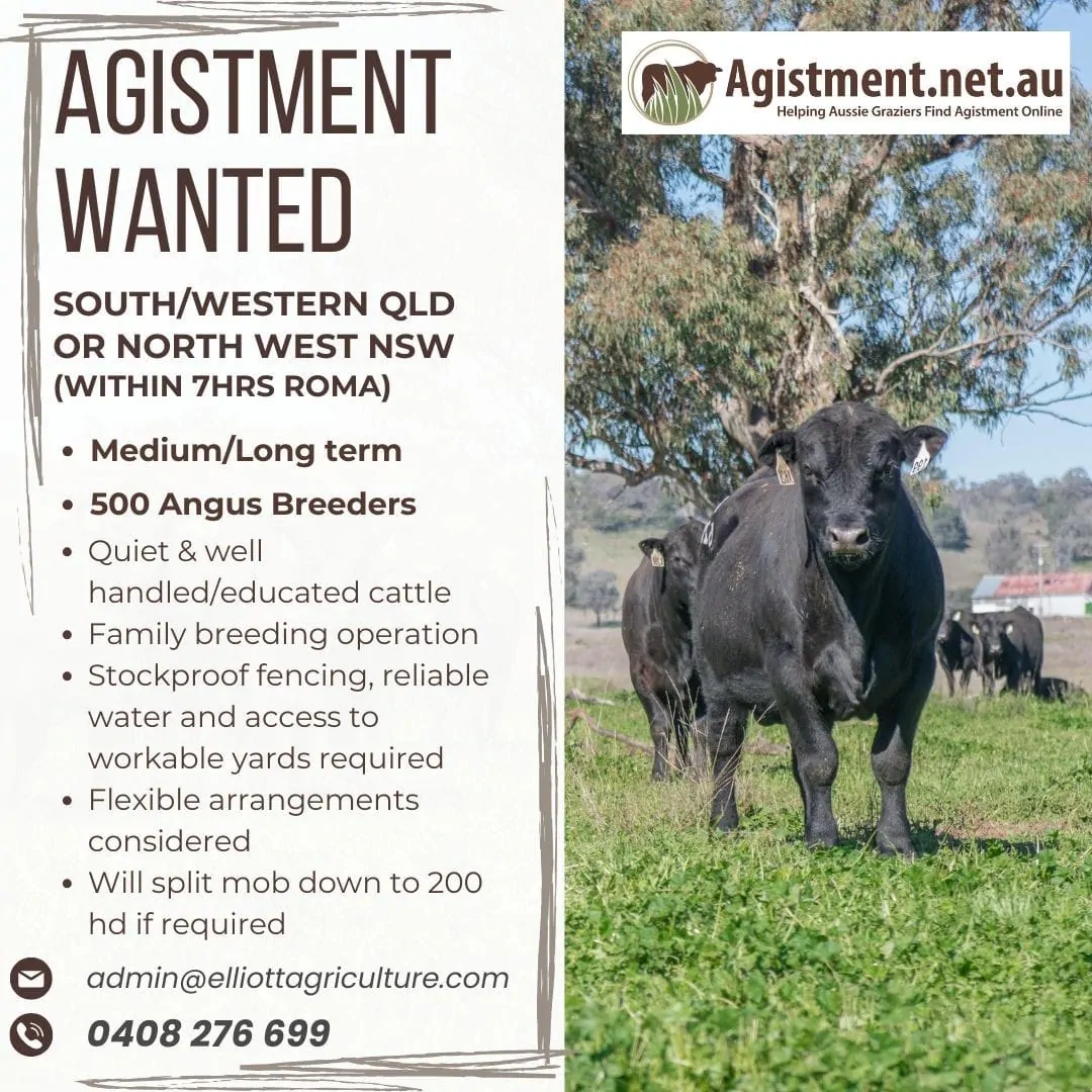 Medium to Long term agistment wanted within 7 hours of Roma for 500 Angus breeders.