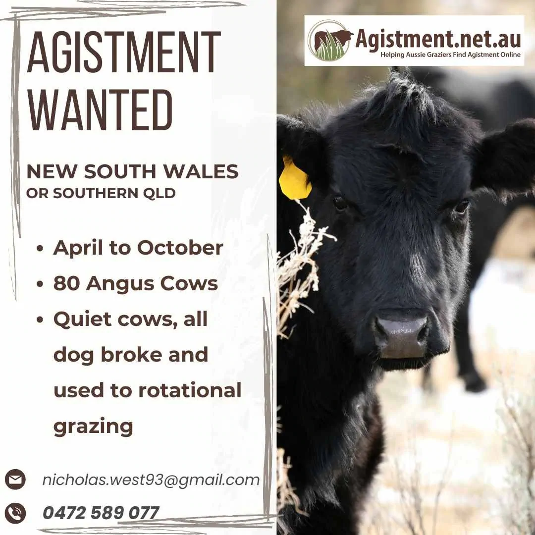 Short term agistment wanted in Northern NSW or Southern QLD for 80 Angus cows