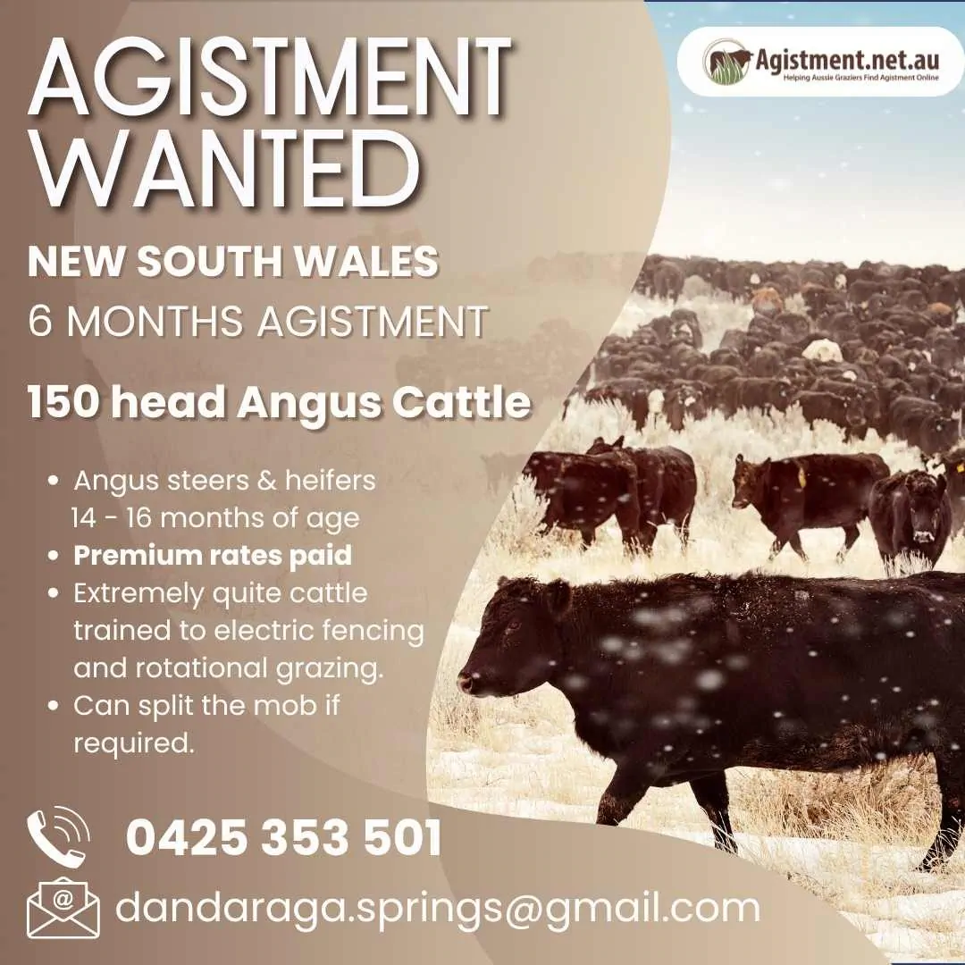 Short term agistment wanted in NSW for 150 head Angus cattle