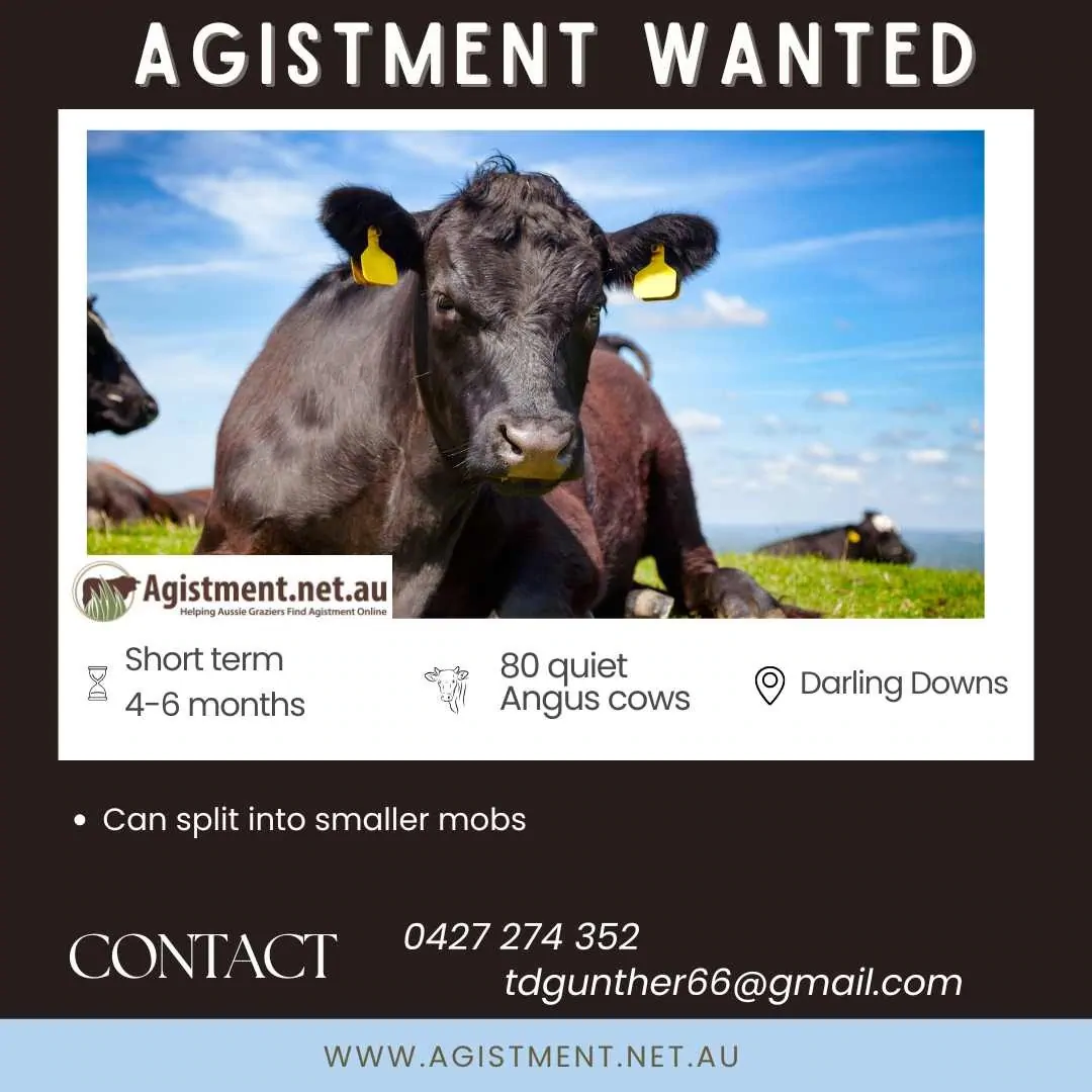 Short term agistment wanted on QLD Darling Downs for 80 Angus Cows