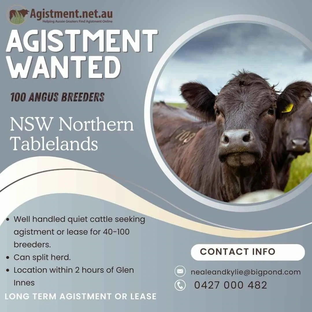 Agistment wanted in MSW Northern Tablelands for 100 Angus Breeders