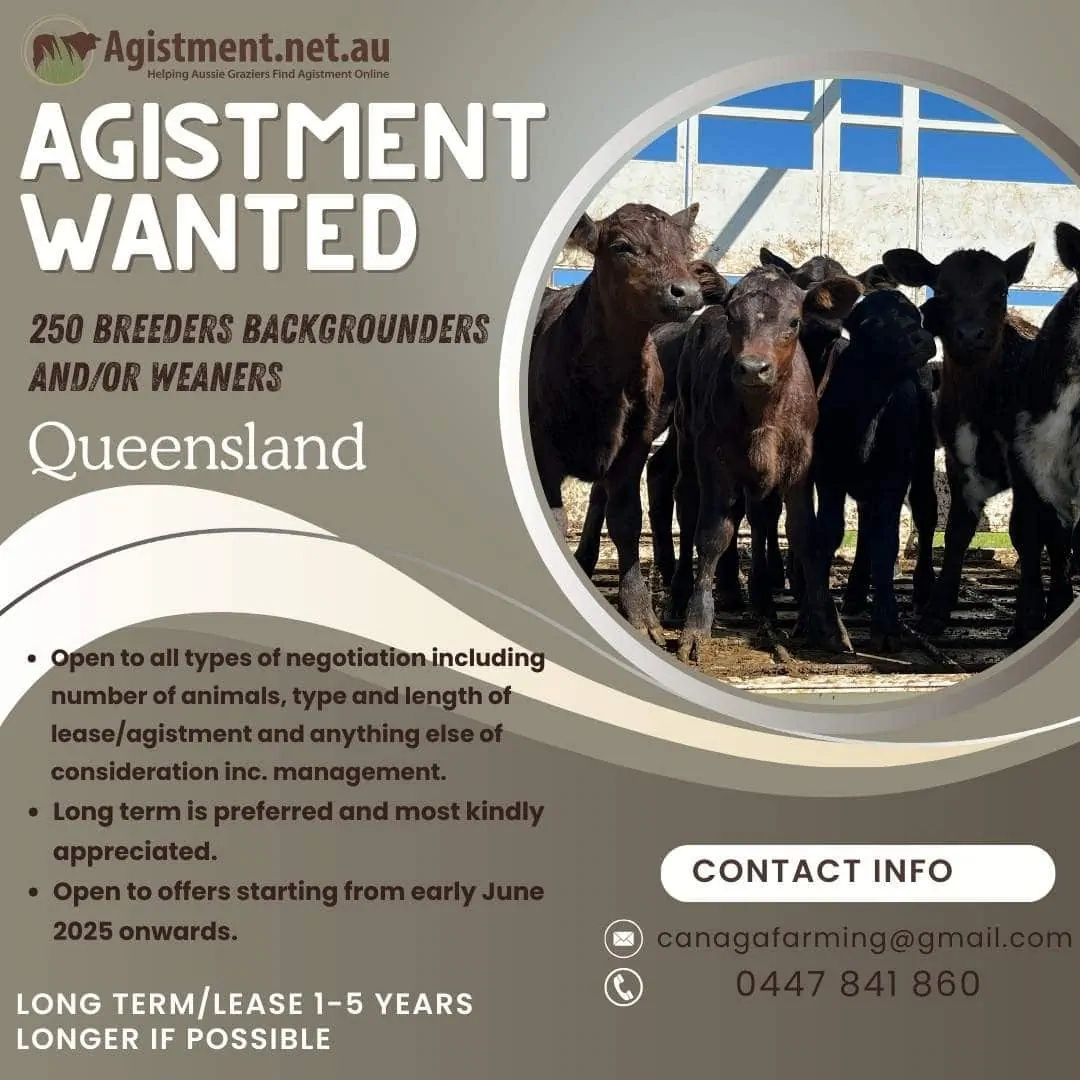 Agistment Wanted listing on Agistment.net.au for 250 head of cattle in Queensland
