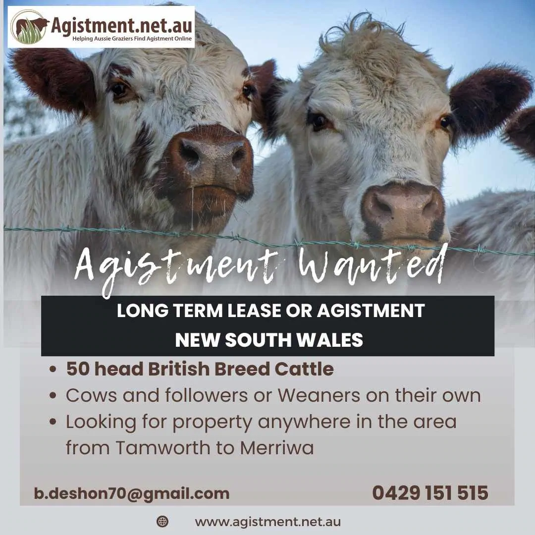 Agistment wanted in NSW for 50 head of British breed cattle - anywhere between Tamworth and Merriwa