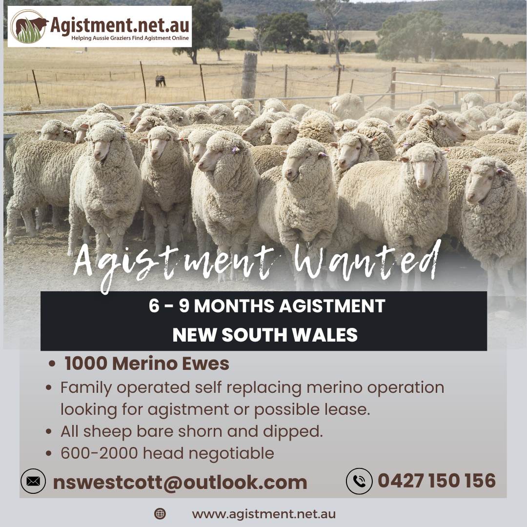 Agistment wanted for 600 - 2000 head of merino sheep