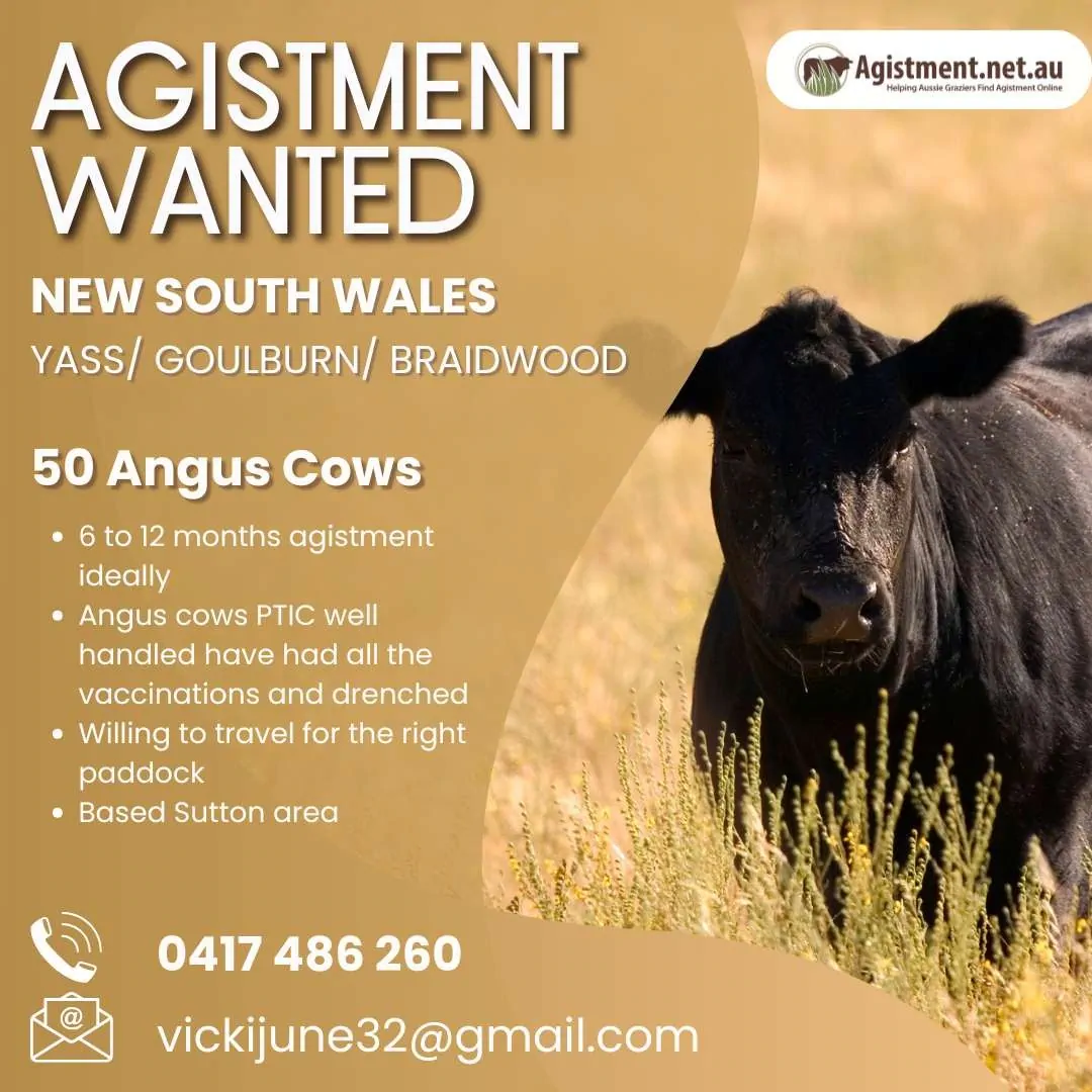 Agistment wanted for 50 Angus Cattle in NSW - Yass/Goulburn/Braidwood