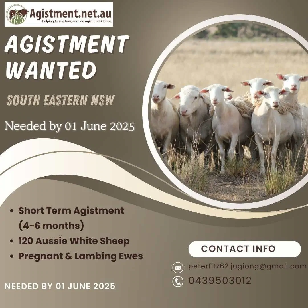 Short term agistment wanted for pregnant Aussie White Sheep