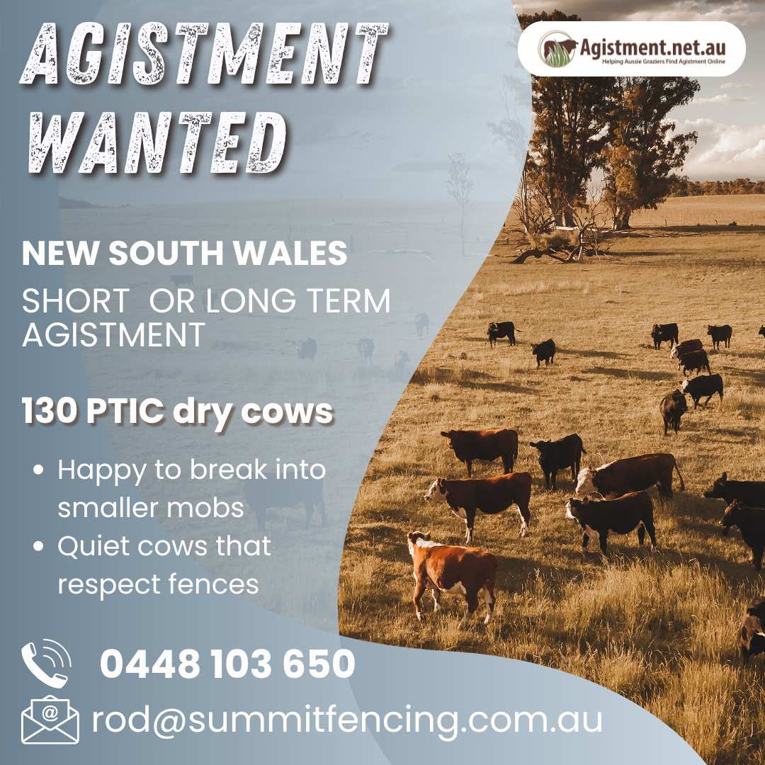 Agistment Wanted in NSW for 130 PTIC cows