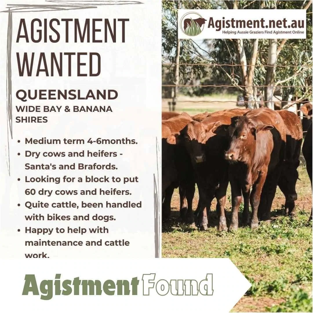 4-6 months agistment wanted for 60 cows, QLD Wide Bay & Banana Shires