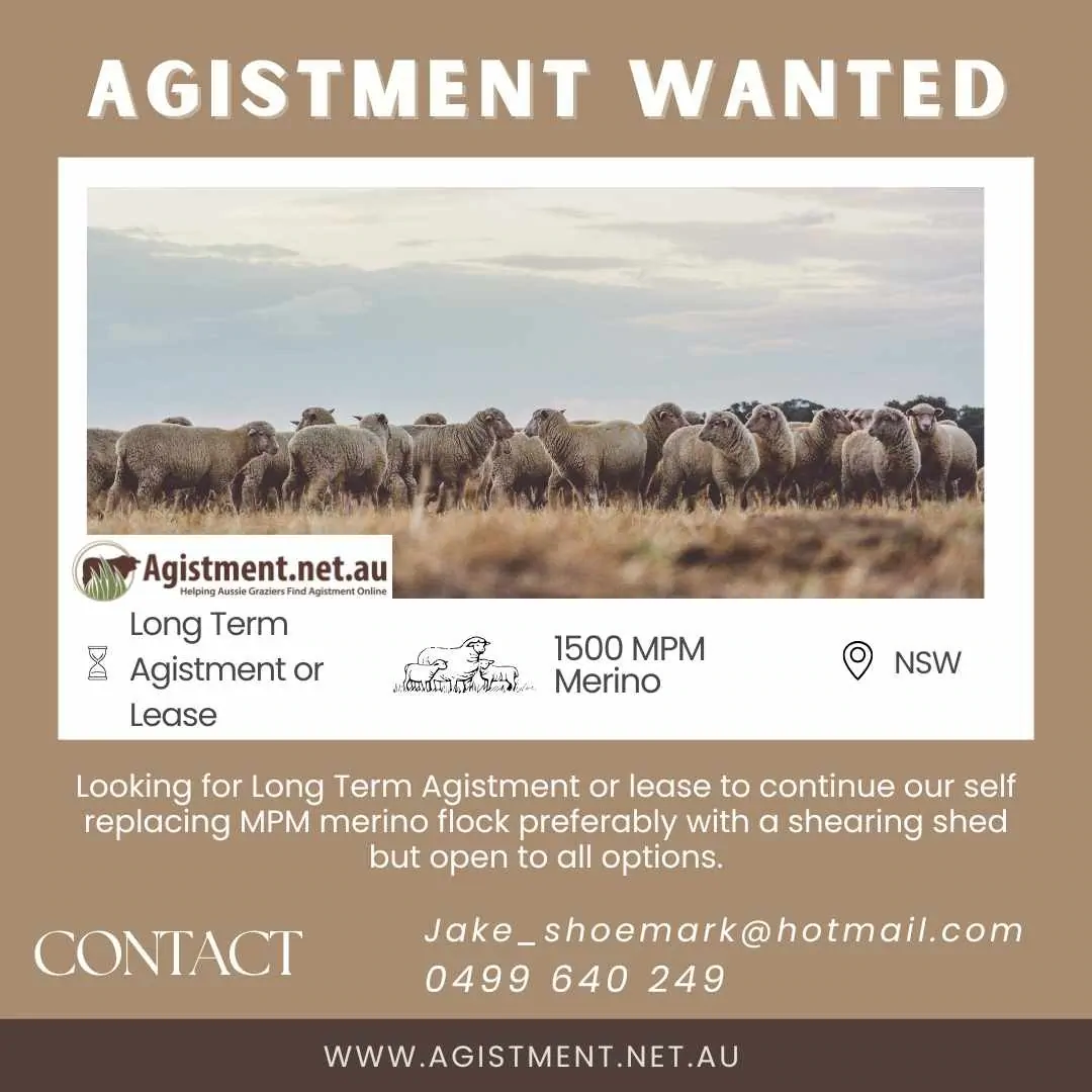 Long term sheep agistment wanted in NSW for 1500 Merino sheep