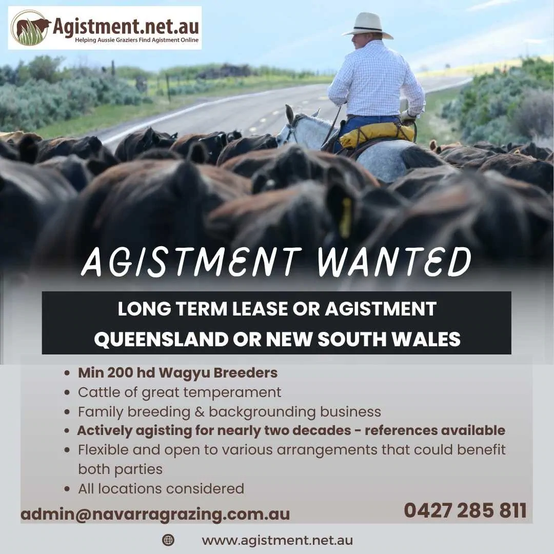 Agistment or Lease wanted in NSW or QLD for 200hd Wagyu Breeders