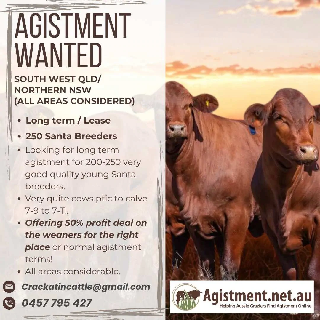 Agistment wanted in South West QLD or Northern NSW for Santa Gertrudis cattle