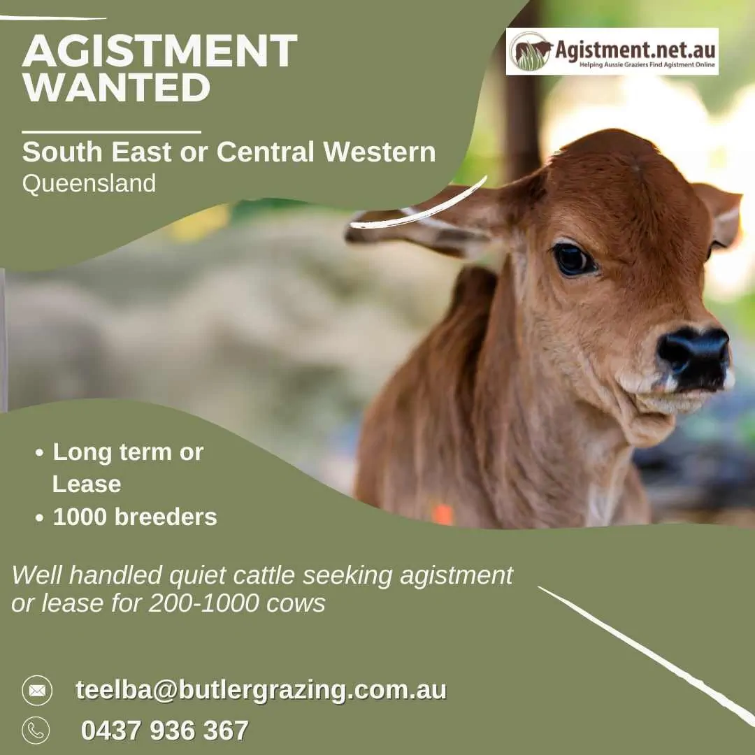 Long term agistment wanted in South East or Central West QLD for 1000 breeder cattle