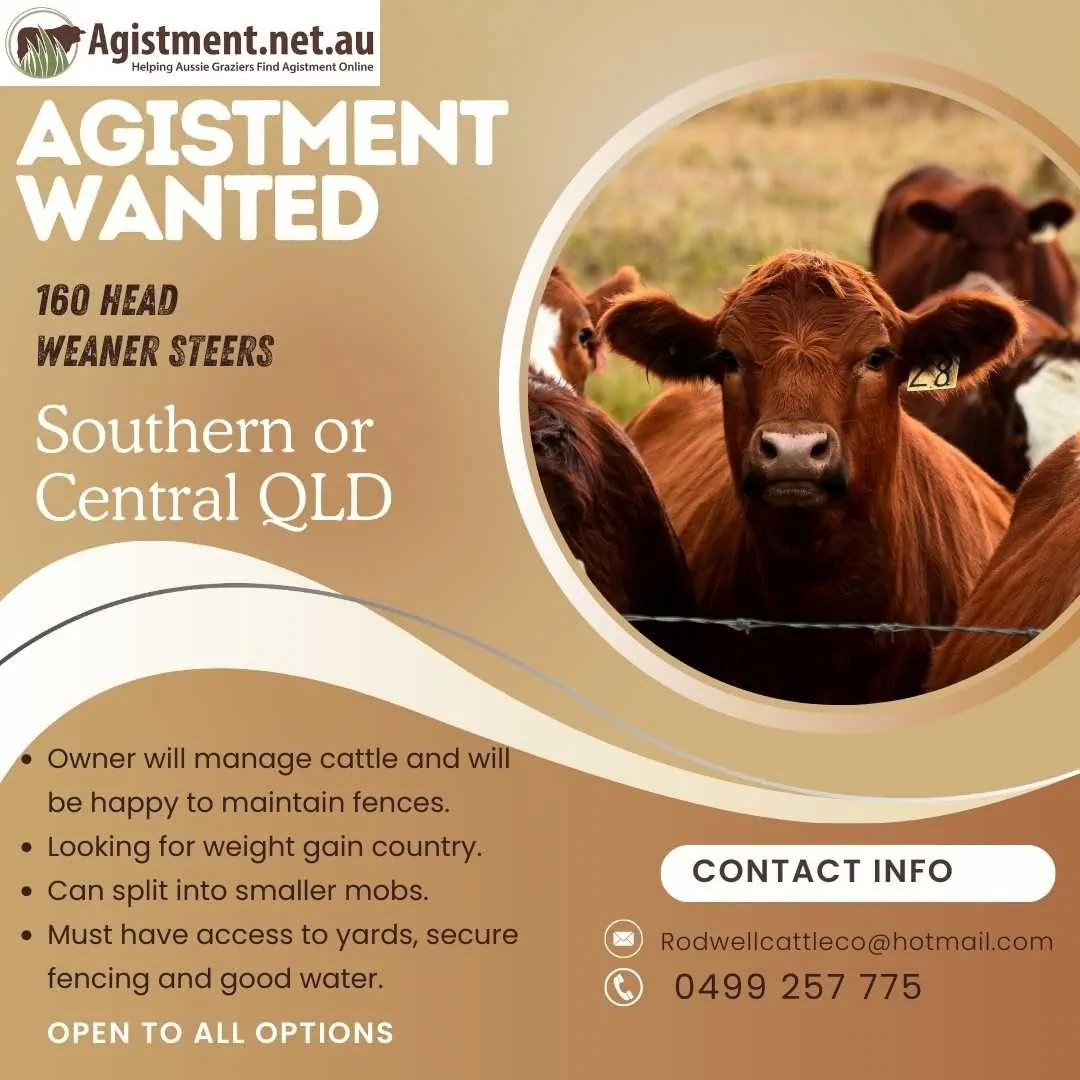 Agistment wanted in Southern Queensland or Central QLD for 160 weaner steers
