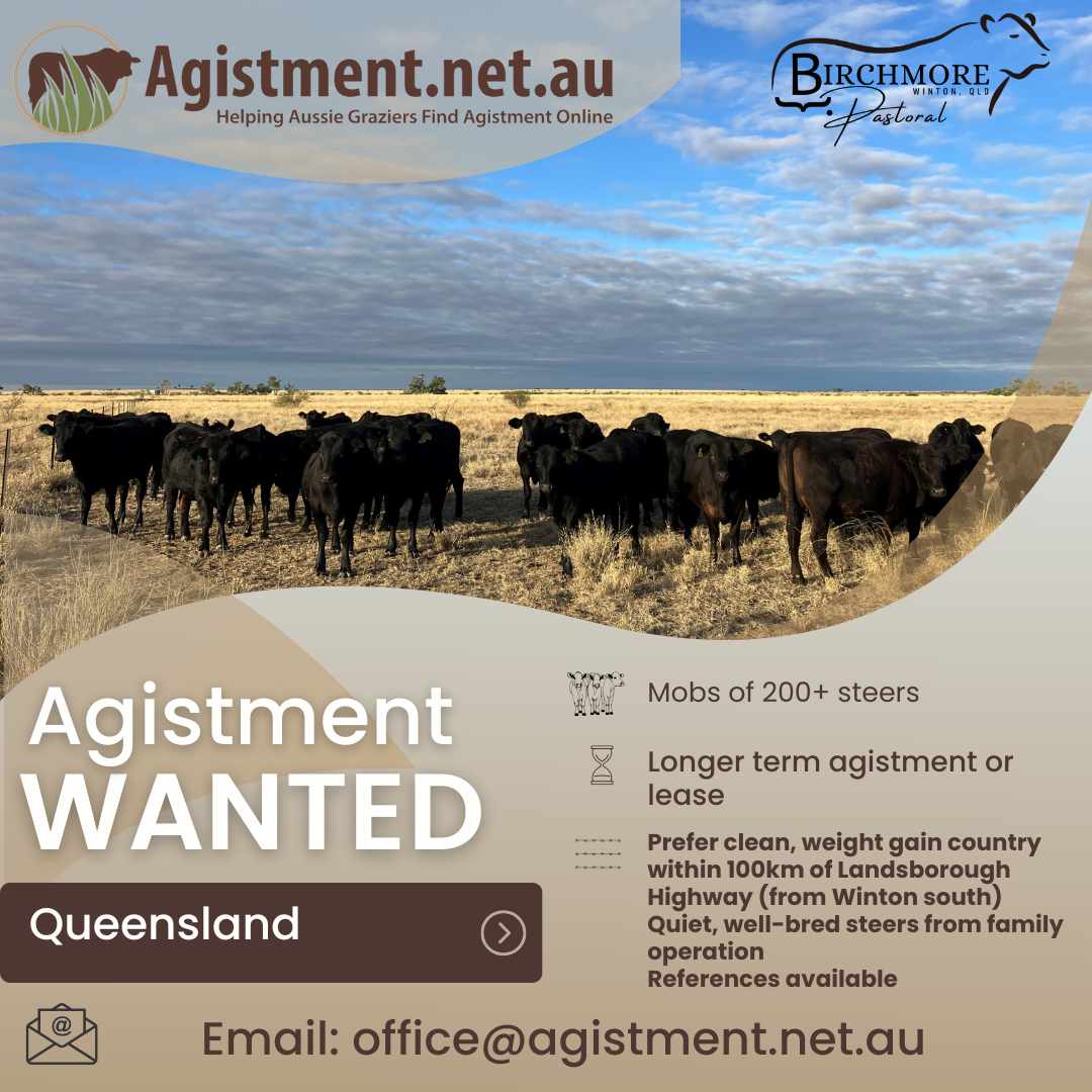 Long term agistment wanted in QLD for mobs of 200+ steers