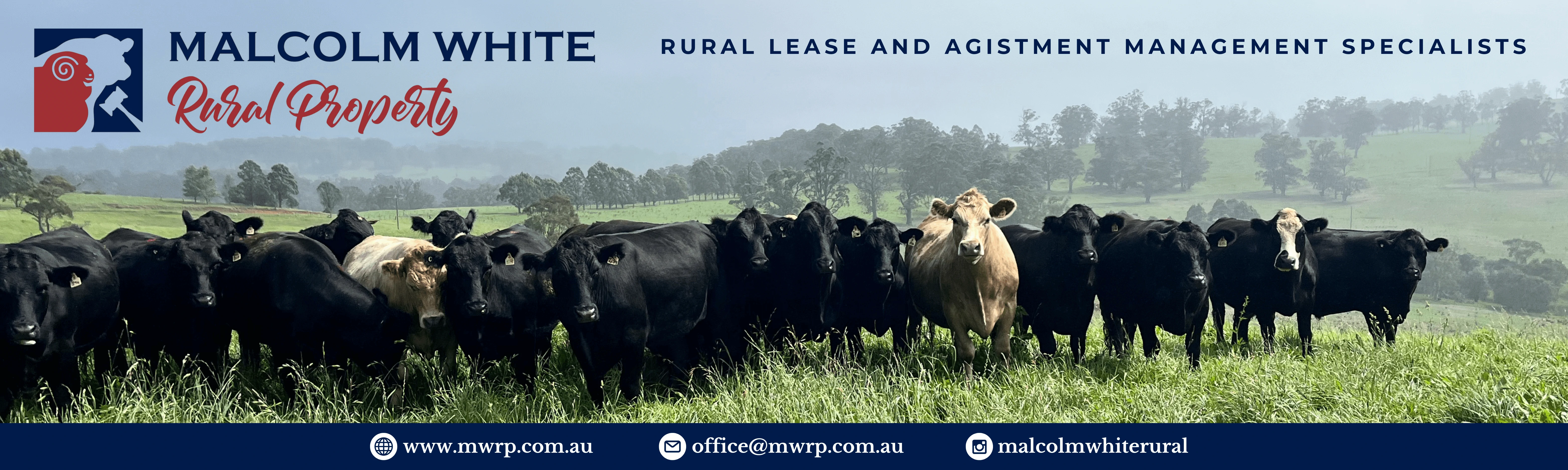 Image of cattle grazing, promoting Malcolm White Rural Property, supporters of Agistment.net.au