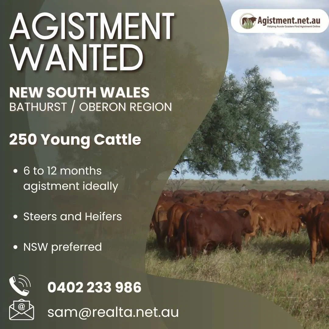 Agistment Wanted for 250 young cattle in NSW - Bathurst or Oberon regions preferred.