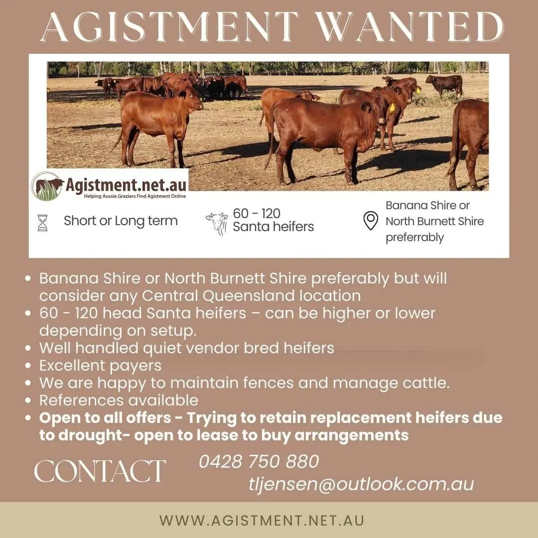 Agistment wanted for 60 -120 Santa heifers in QLD Banana Shire or North Burnett