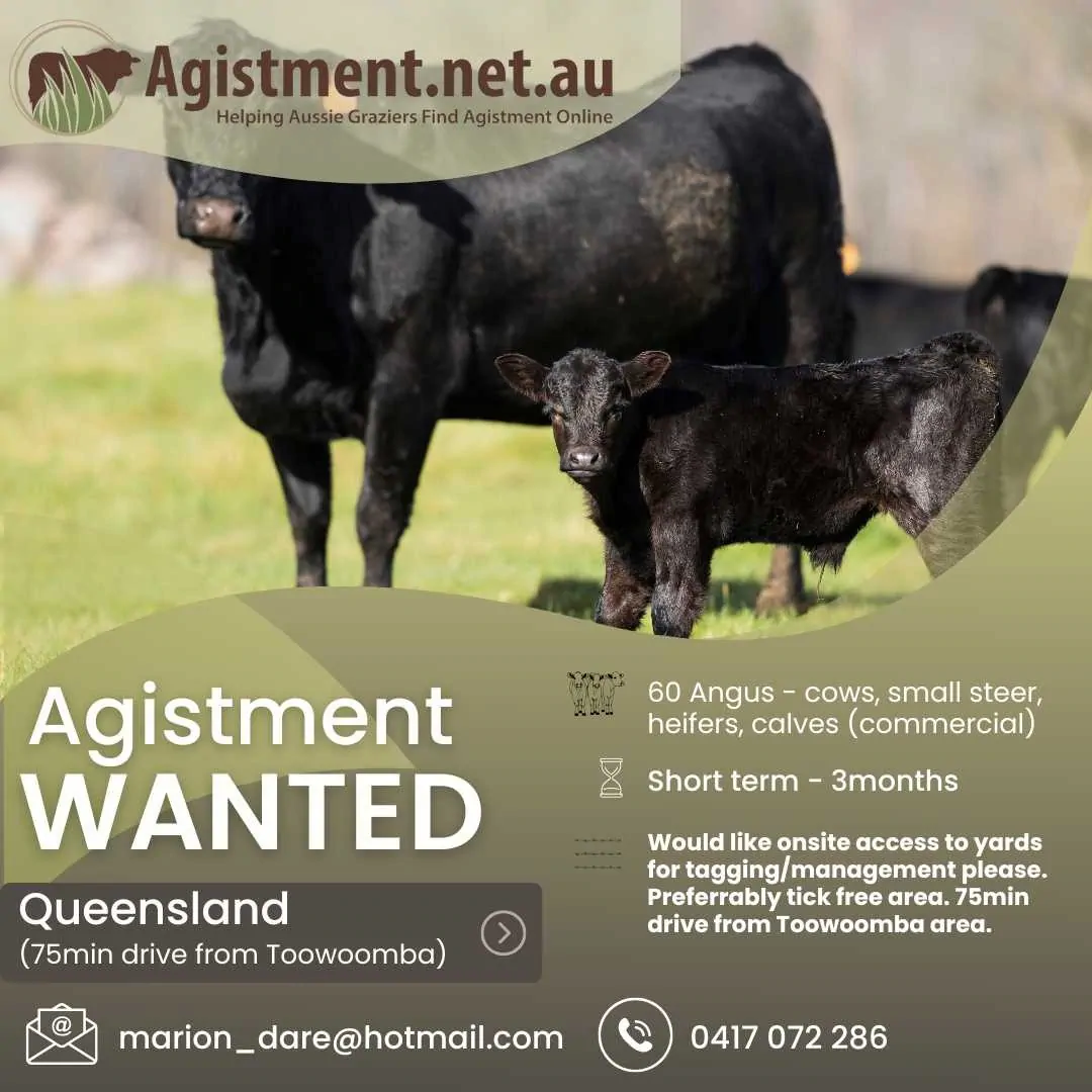 Short term agistment wanted within 75min drive of Toowoomba, QLD for 60 head of Angus cattle.