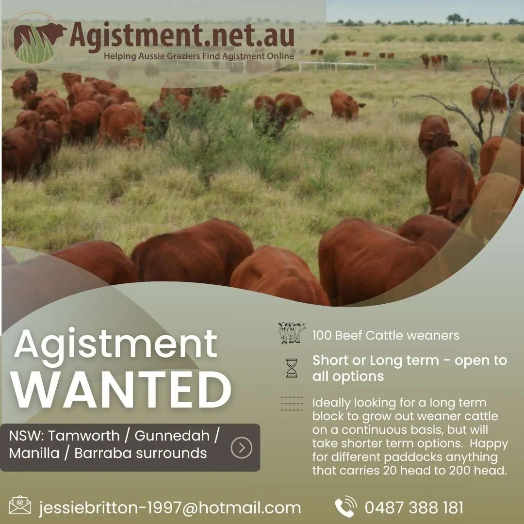 Long term agistment wanted for beef cattle weaners in Tamworth / Gunnedah / Manilla / Barraba regions.