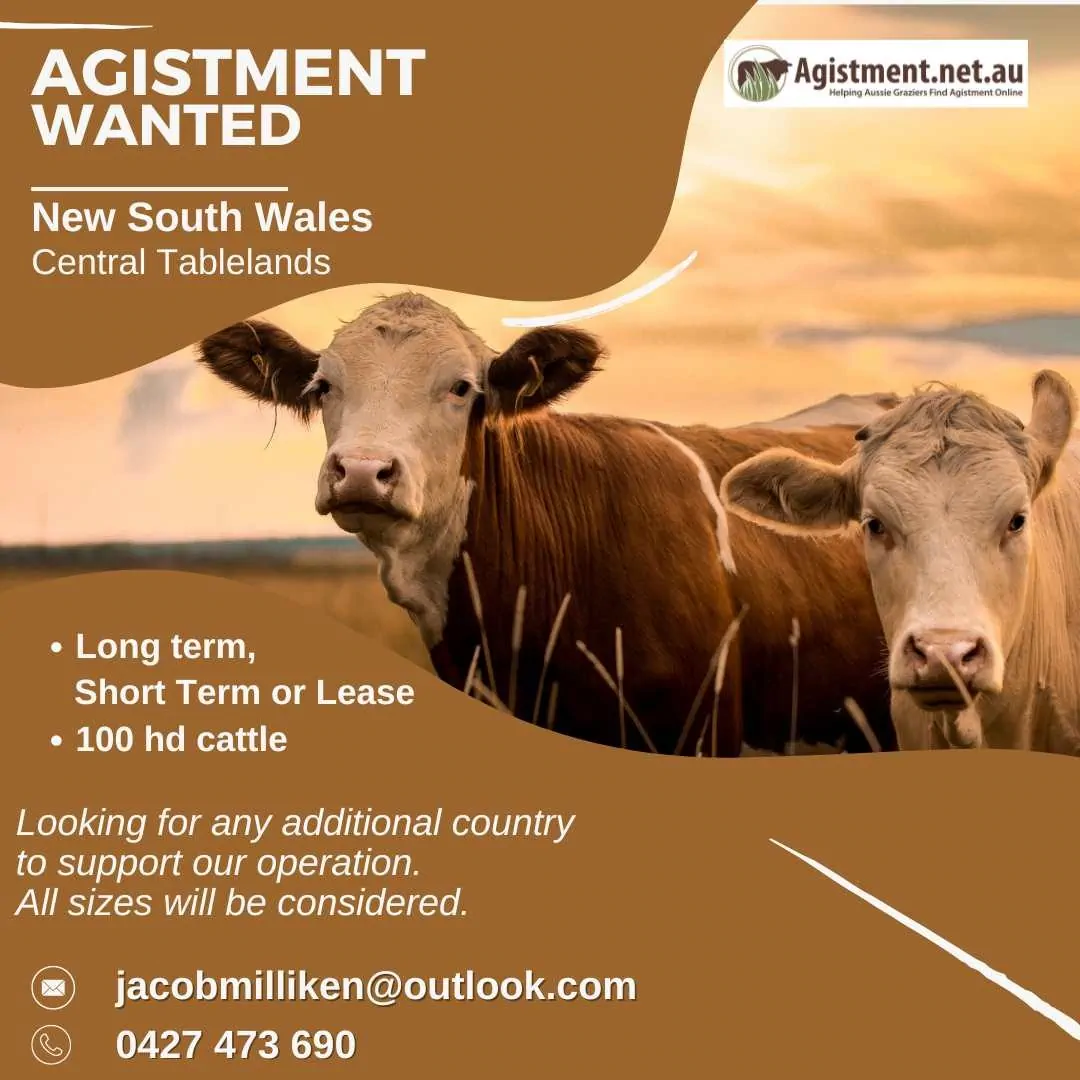 Agistment Wanted in NSW Central Tablelands for 100hd of cattle
